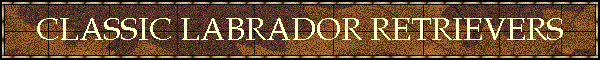Classic Labrador Retrievers